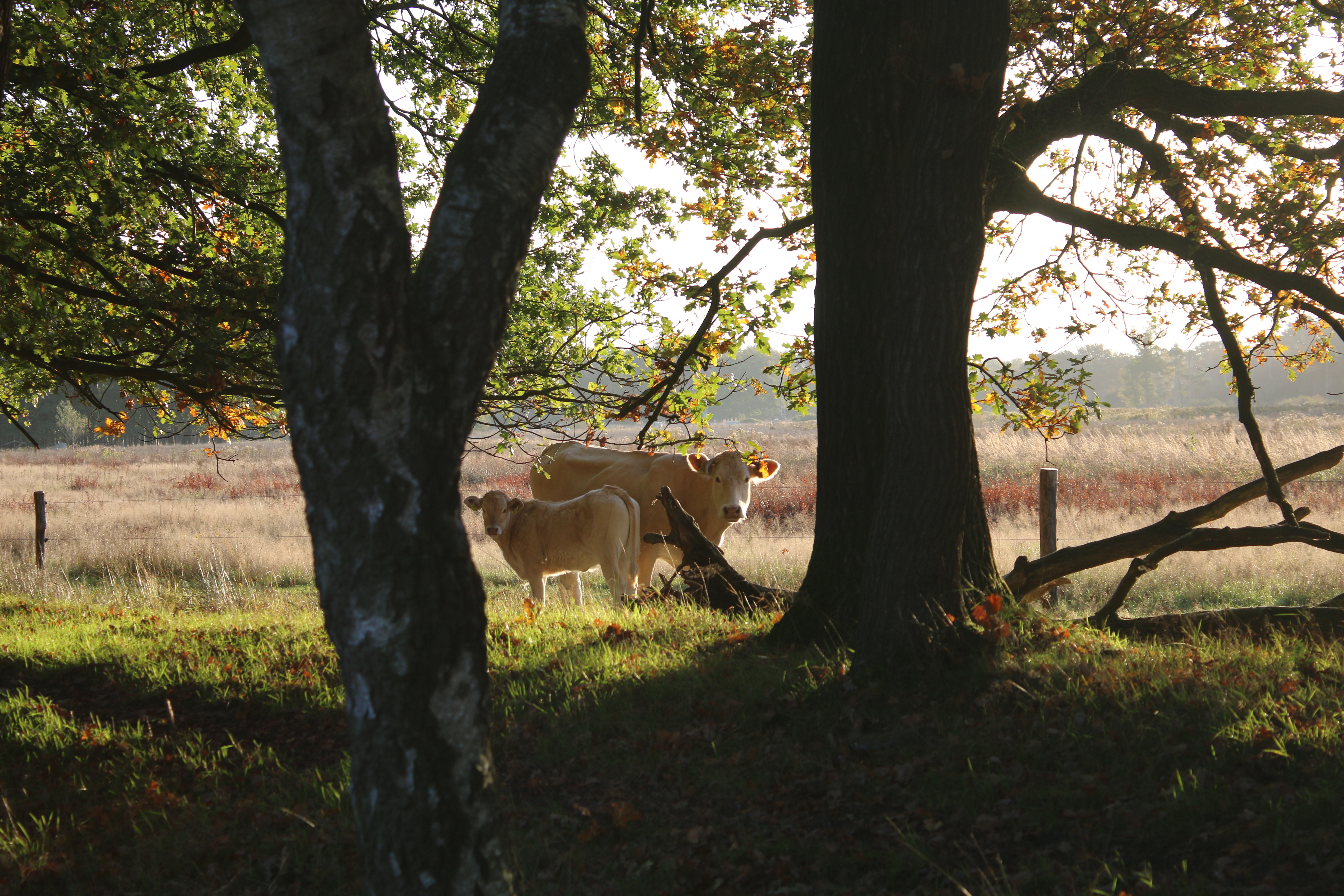 Bruine koeien tussen bomen