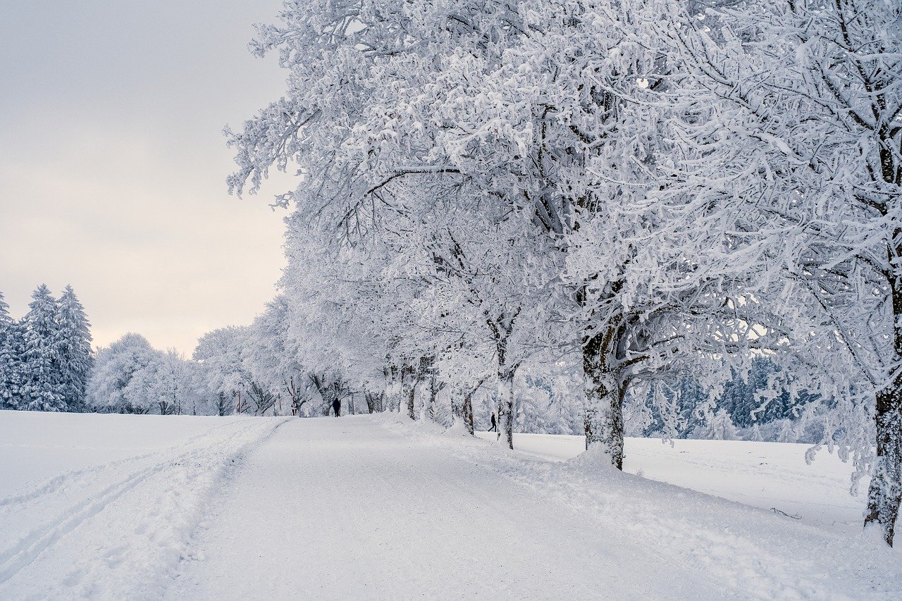 Besneeuwd landscahp. Met in het midden een besneeuwde weg, rechts daarvan een rij witbesneeuwde bomen