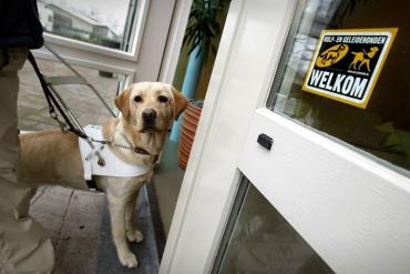 Geleidehond op de drempel van een open deur, op de deur een sticker die aangeeft dat geleidehonden welkom zijn