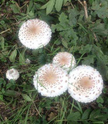 witte paddenstoelen in het gras, van boven gezien
