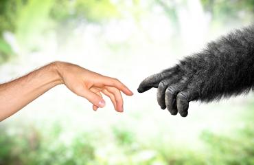 Mensenhand en apenhand waarvan de vingers elkaar naderen