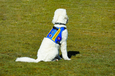 Witte hond in het nieuwe blauw-gele dekje op een grasveld. De hobd zit en is op de rug te zien. Op het dekje is het logo van KNGF geleidehonden te zien, evenals symbolen voor 'niet aaien' en dat van het internationale 'assistence dogs'