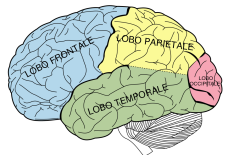 Zijaanzicht van de hersenen, onderverdeeld in vier categorieën, te weten: lobo frontale, lobo parietale, lobo temporale en lobo occipitale