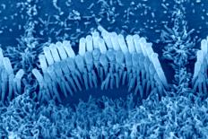 Microscopisch beeld van een deel van het gehoororgaan