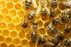 Bijen in een honingraat