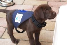 Bruine Labradorpup in een tuigje 