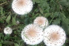 witte paddenstoelen in het gras, van boven gezien
