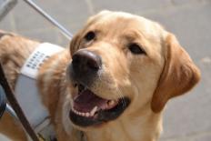 geleidehond in tuigje 
